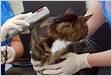 Microchipping cats What you need to know Cats Protectio